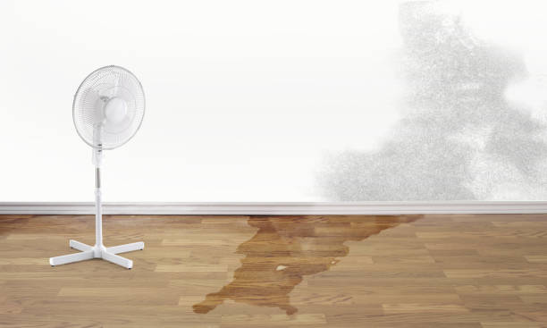 Best Local water damage restoration  in Minonk, IL
